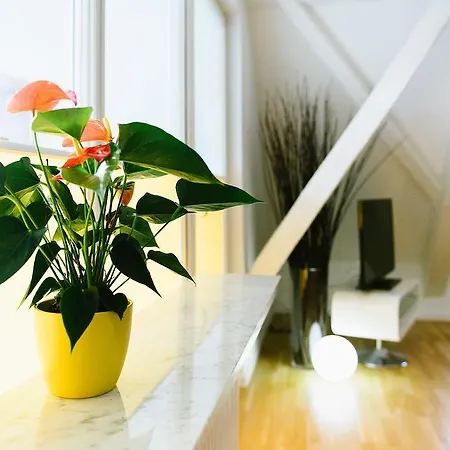 Haus Zur Gerberei 100 M Zum Bodensee Appartement